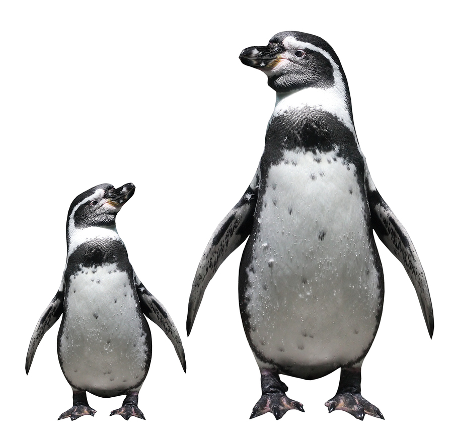 Two penguins - isolated object Penguins walking through the website design process together.