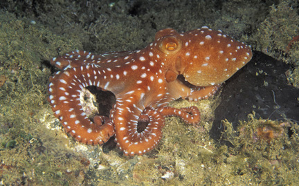 Octopus - Double Fox Websites