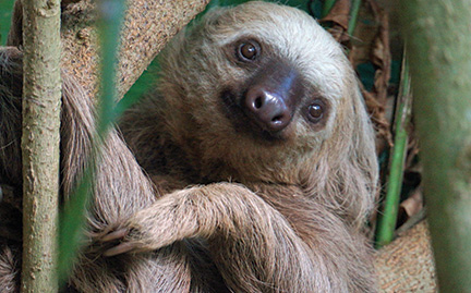 Two-toed Sloth