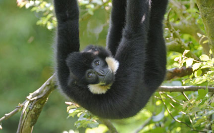White-cheeked Gibbon