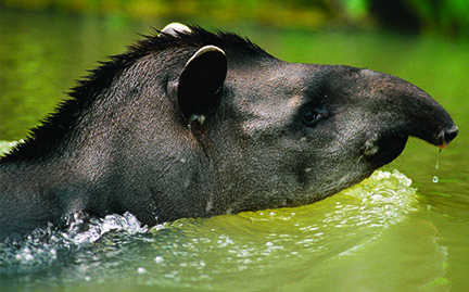Tapir