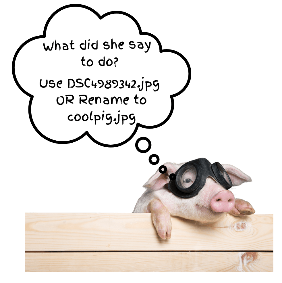 rename-images-for-seo-pig Pig thinking to rename images descriptively for SEO and other purposes.